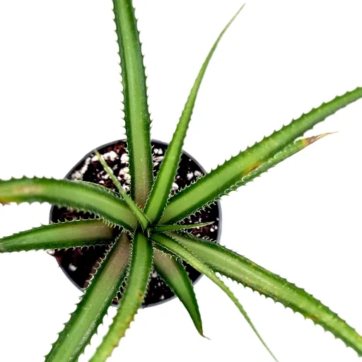 Cryptanthus Colnagoi red skrytokwiat
