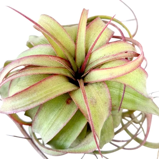 Tillandsia Eric Knobloch