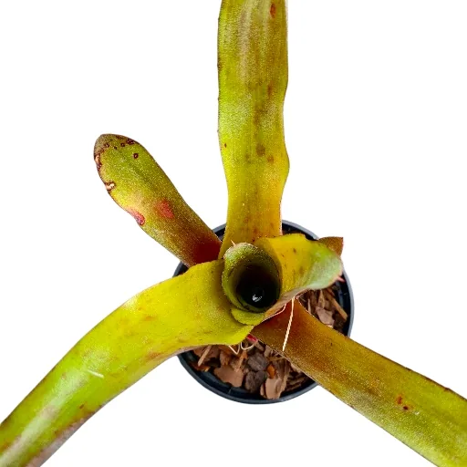 Neoregelia Fancy Francis