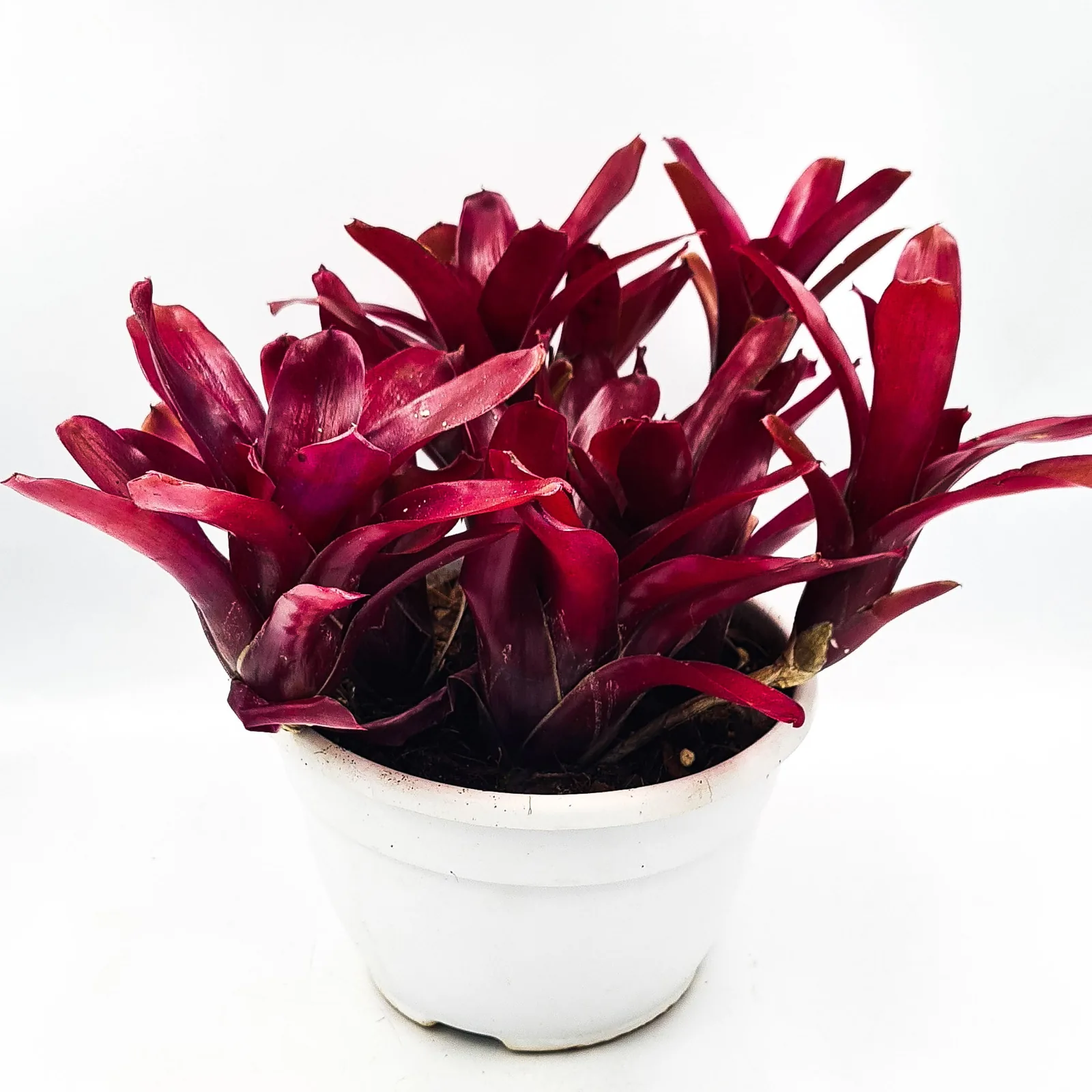 Neoregelia Super Fireball kępa w doniczce