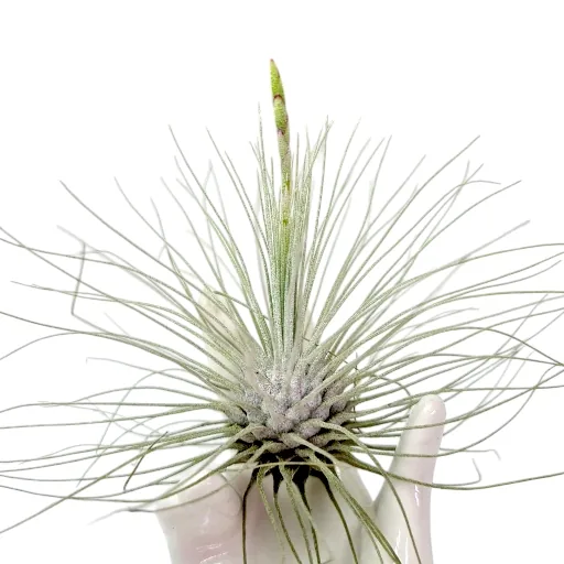 Tillandsia Fuchsii Gracilis