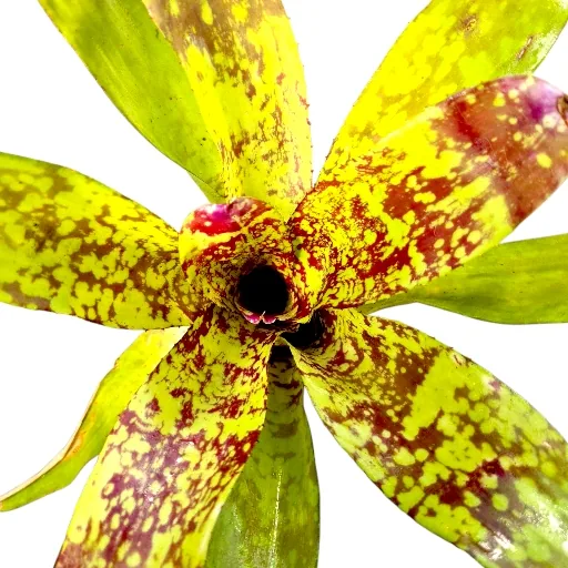 Neoregelia Hybrid