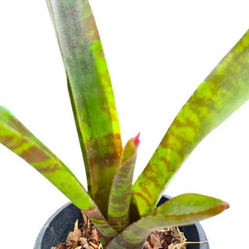Neoregelia Hybrid