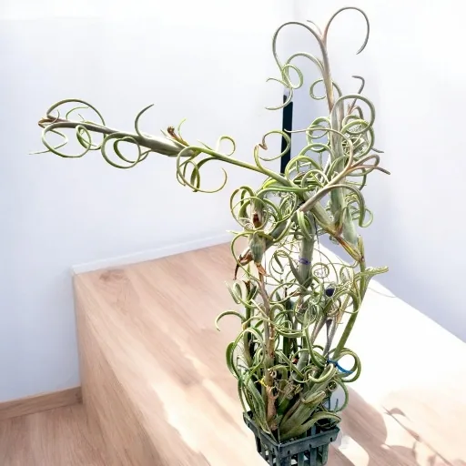 Tillandsia Intermedia basket