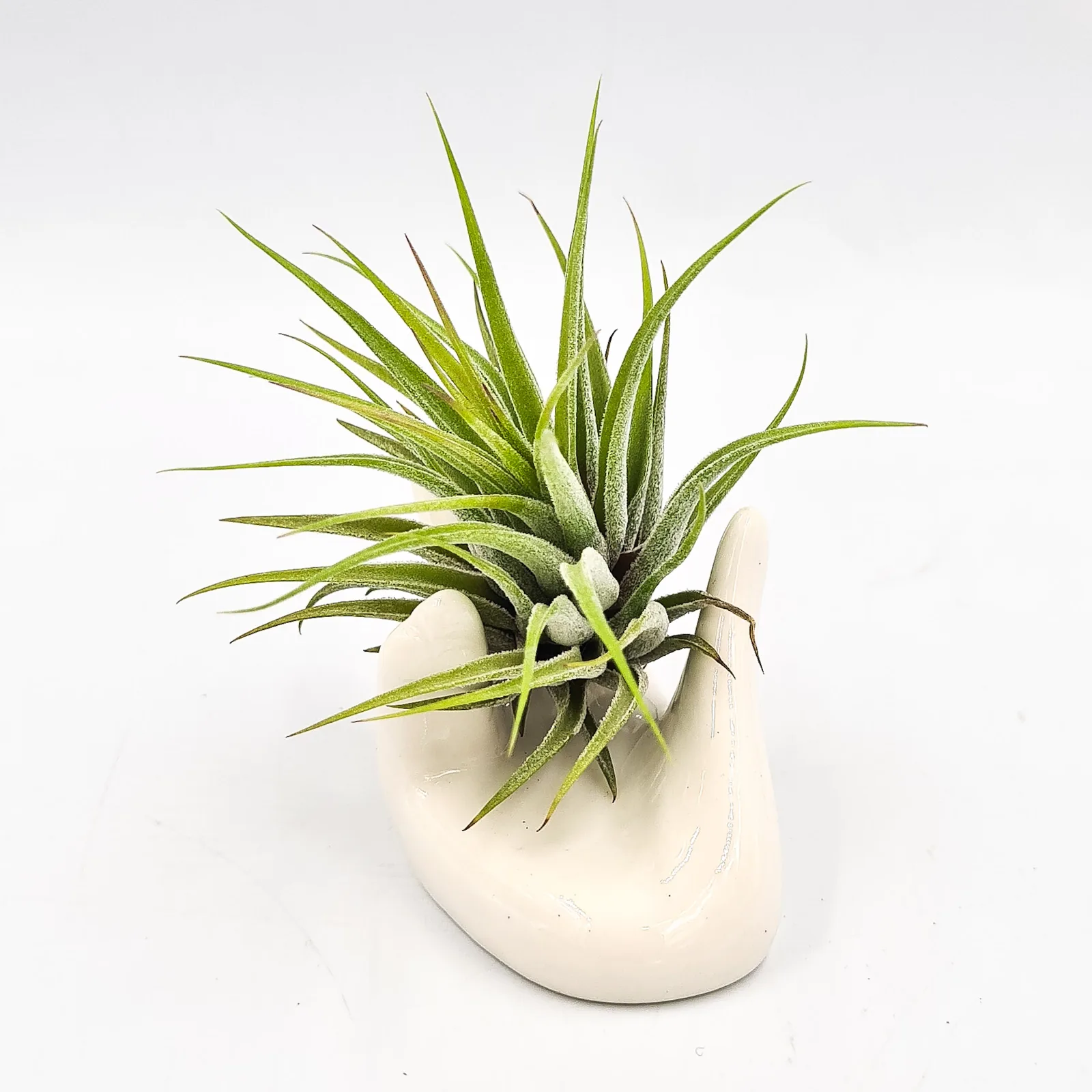 Tillandsia Ionantha