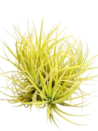Tillandsia Ionantha Druid