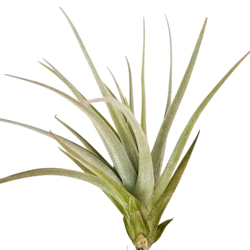 Tillandsia Ixioides x Aeranthos