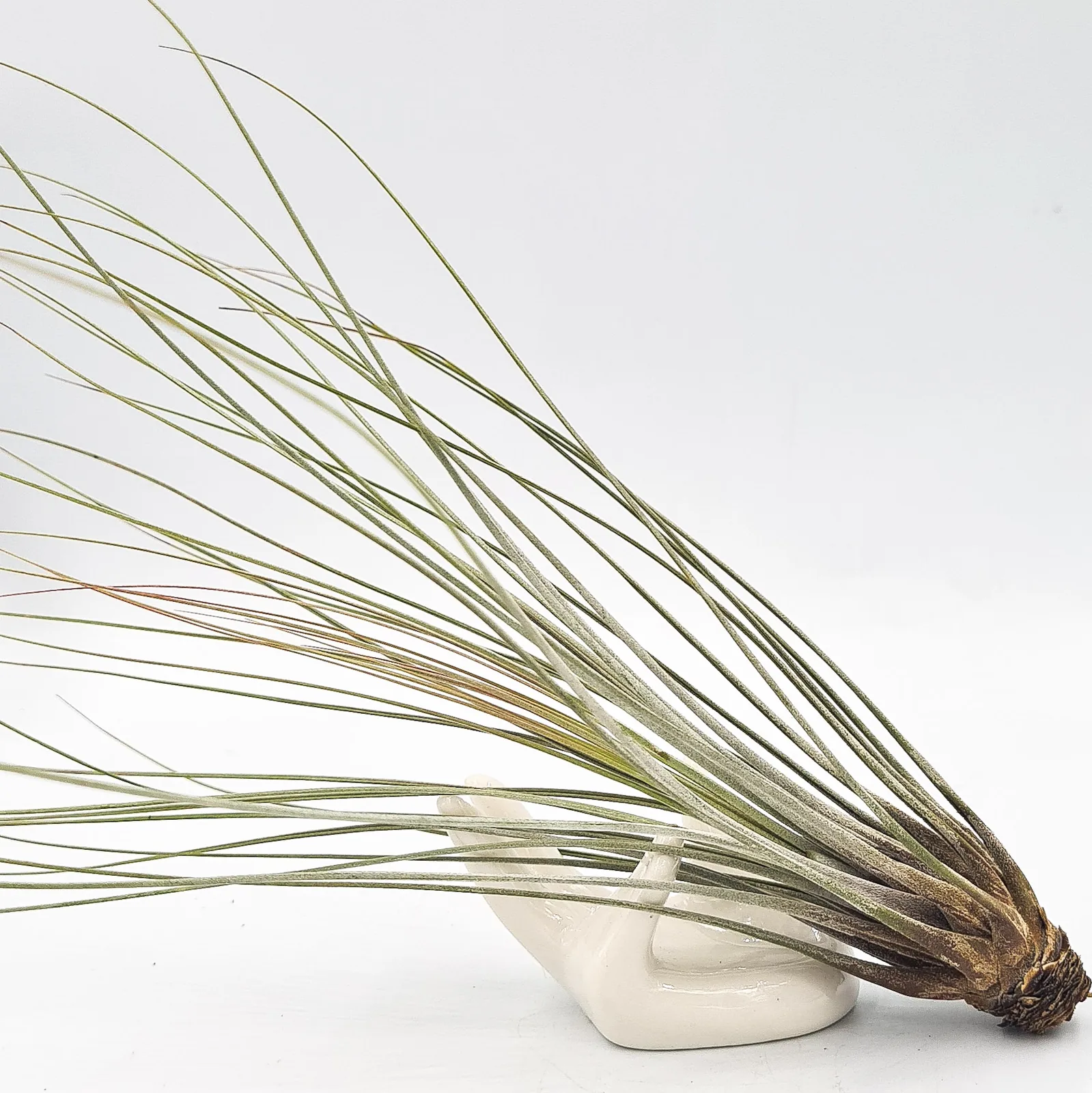 Tillandsia Juncea