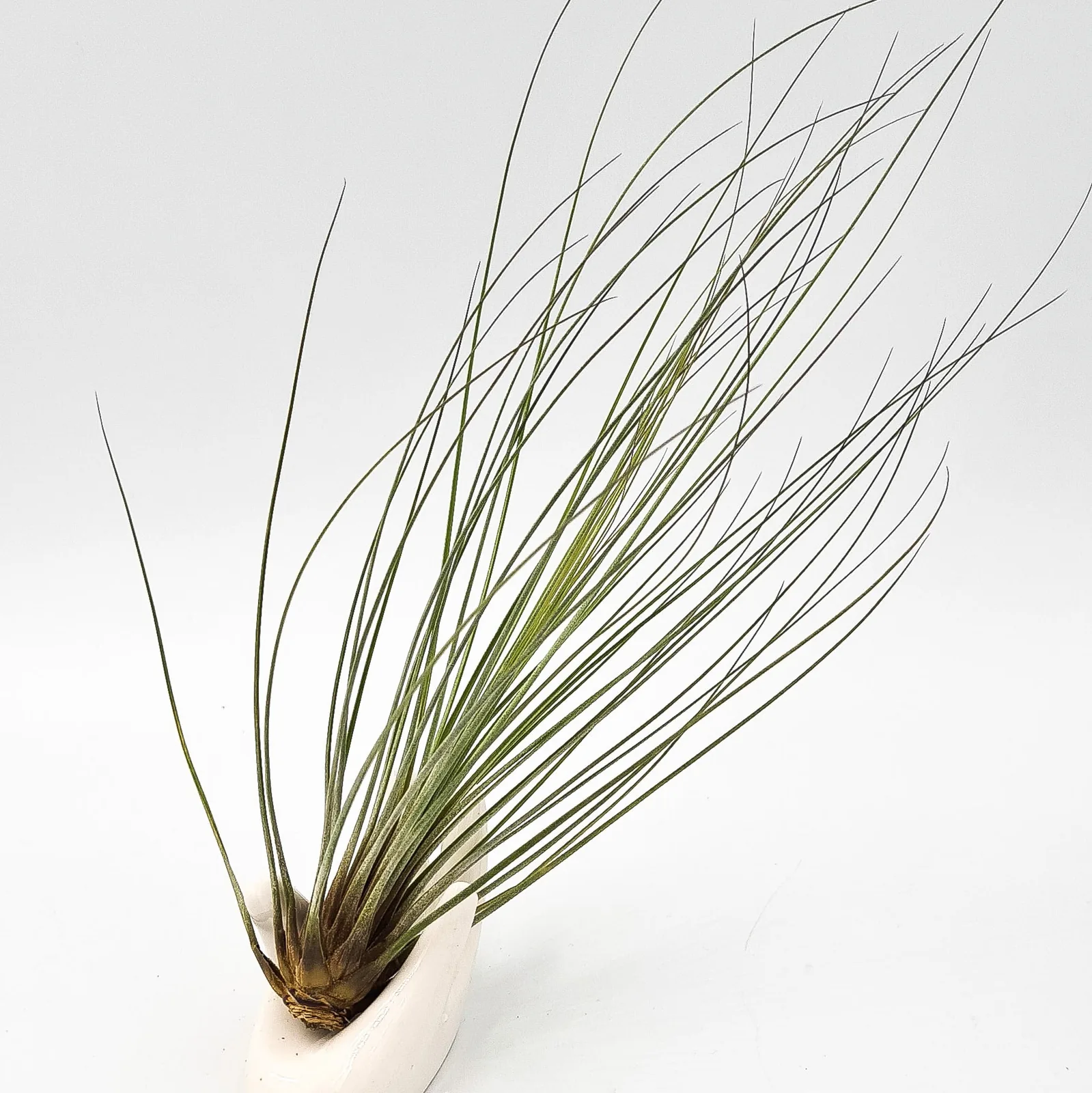 Tillandsia Juncifolia