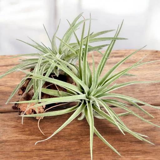 Tillandsia Kammii
