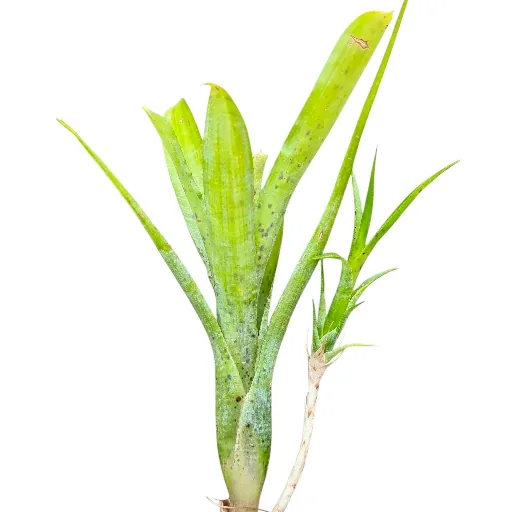 Neoregelia Pauciflora
