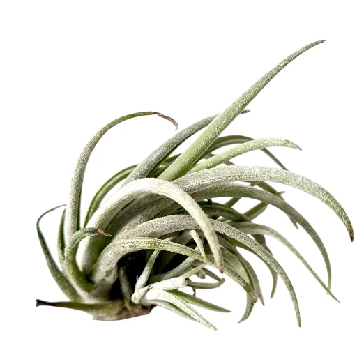 Tillandsia Pueblensis