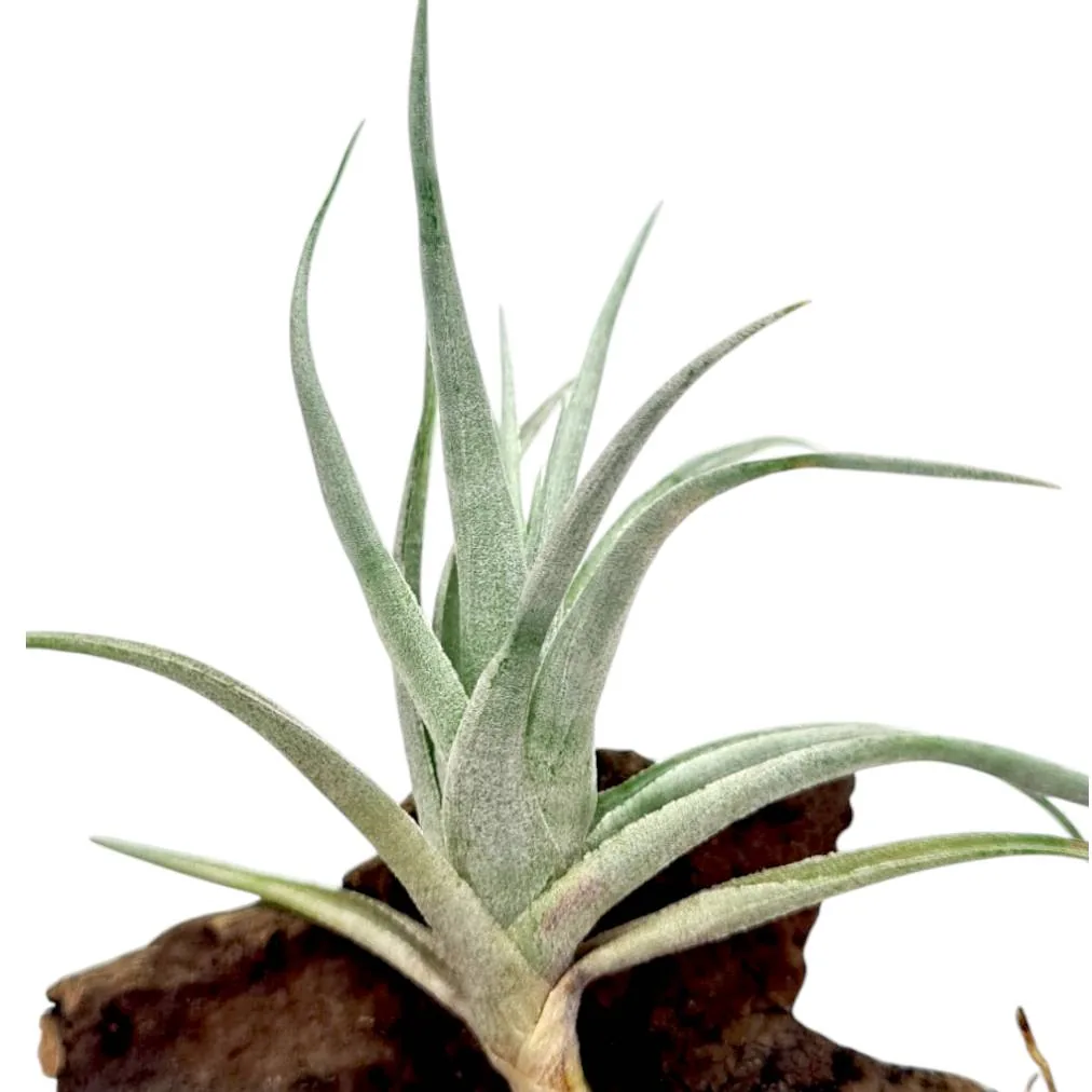 Tillandsia Recurvifolia