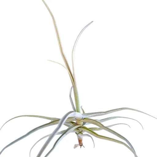 Tillandsia Reichenbachii