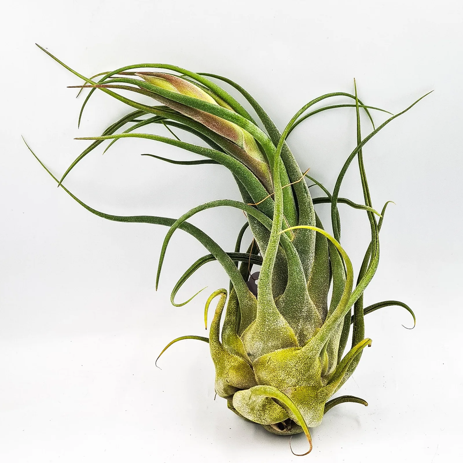 Tillandsia Seleriana
