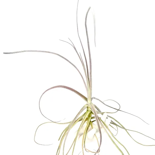Tillandsia Streptocarpa