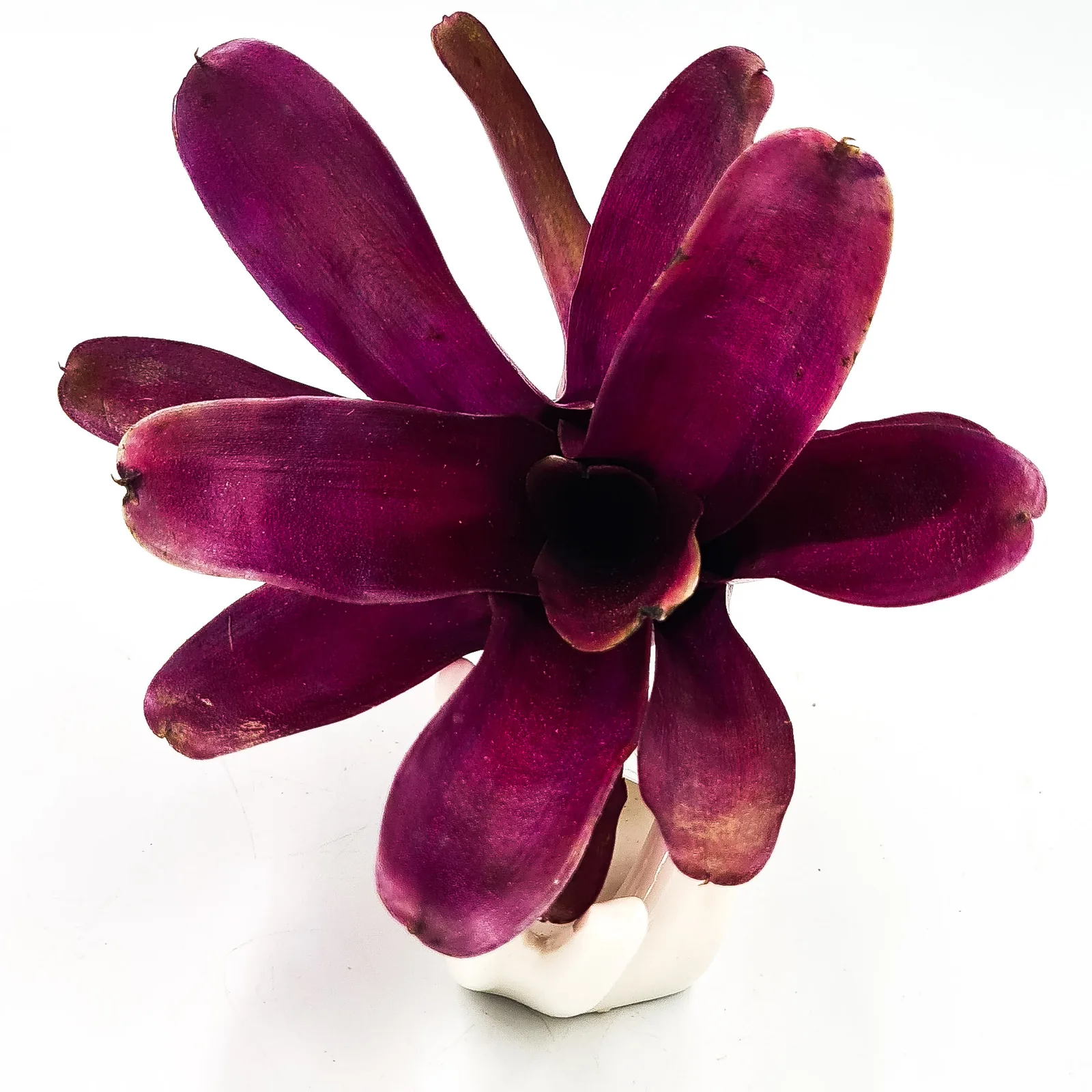 Neoregelia Super Fireball