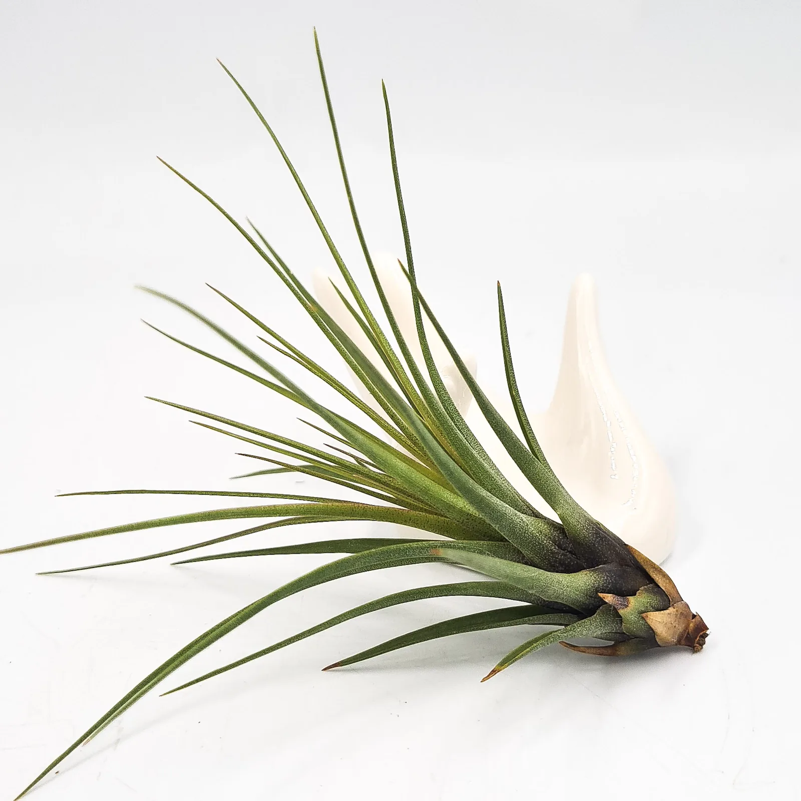 Tillandsia Tricolor
