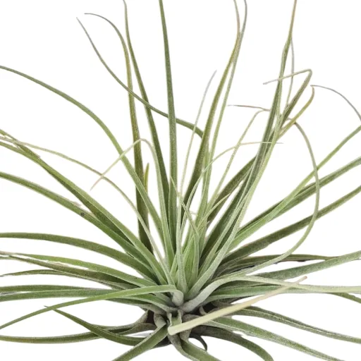 Tillandsia Velickiana