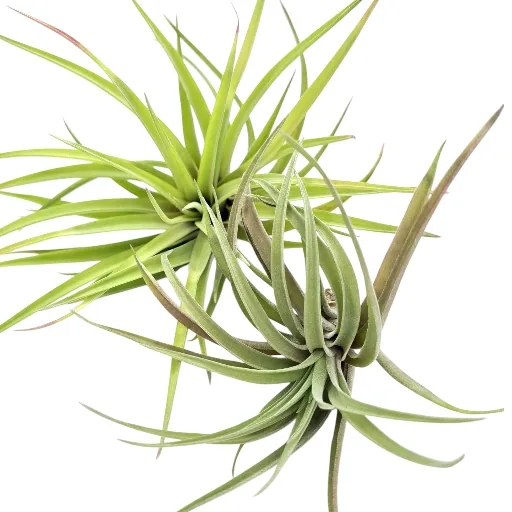 Tillandsia Velutina